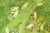 maczlik.png pirimor.webp