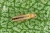 wciornastki.png pirimor.webp