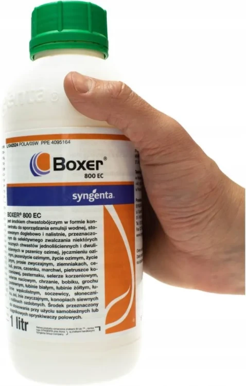 BOXER1 REKA.webp