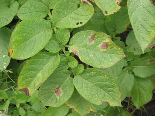 Aardappel_Parel_Phytophthora.jpg