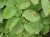 Aardappel_Parel_Phytophthora.jpg