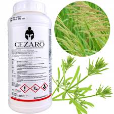 cezaro1.jpg